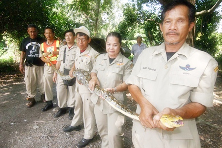 Sattahip Civil Defense Volunteers have managed to capture the snake and will set it free in Khao Lame Poo Chao at Prince Chumphon Camp.